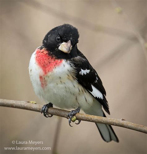 Rose-breasted Grosbeak Male - Laura Meyers Photograpy