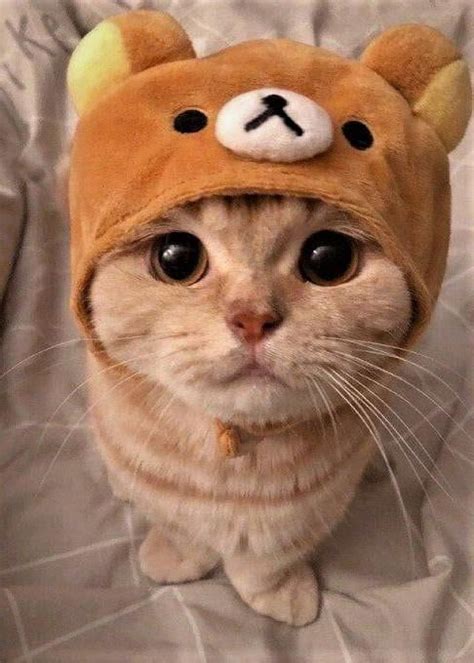 The hat makes her look so much better - Funny | Cute baby cats, Cute cat gif, Cute cats and dogs