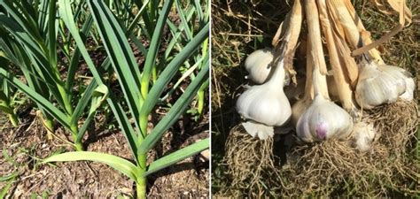 Garlic Cultivation Income; Cost; Profit; Project Report | Agri Farming