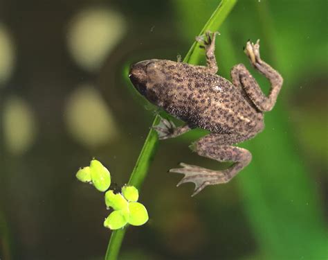 African Dwarf Frog Tank Size: Picking the Right One for Your Pet - A-Z Animals