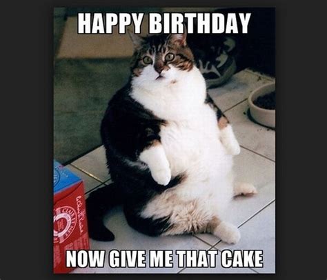 101 Funny Cat Birthday Memes for the Feline Lovers in Your Life Happy Birthday Crazy Lady, Happy ...