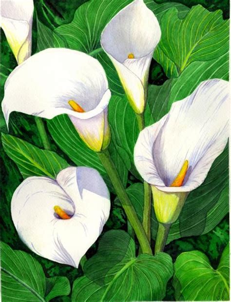 Calla Lilies by Catherine G McElroy | Flower art painting, Lily ...