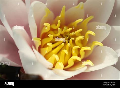 pink water lily in a pond Stock Photo - Alamy