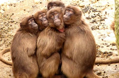 Baboon Profile, Traits, Diet, Habitat, Description, Facts - Primates Park