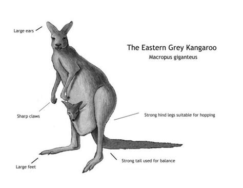 Kangaroos: Kangaroo Adaptations