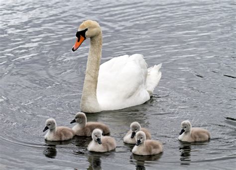 Dougie Coull Photography: Swans with Cygnets