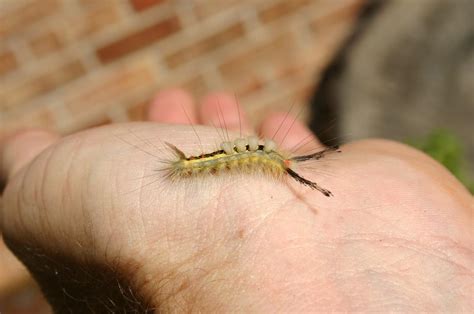 Venomous (Poisonous) Caterpillars – Photos | Walter Reeves: The Georgia ...