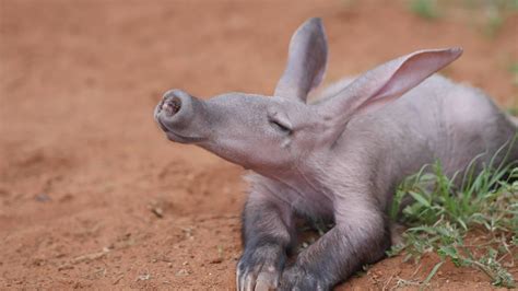 Baby Aardvark named ET saved by Truck driver and given a new home.