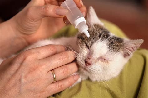 Cat Eye Infection: Causes, Symptoms, and Remedies - Veterinarians.org