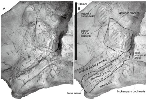 A new species of Middle Miocene baleen whale from the Nupinai Group, Hikatagawa Formation of ...
