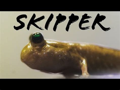 Mudskipper - Species Spotlight and Care - YouTube