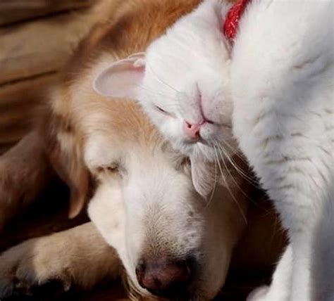 Beautiful friends, cute, frieds, cat, dog, HD wallpaper | Peakpx