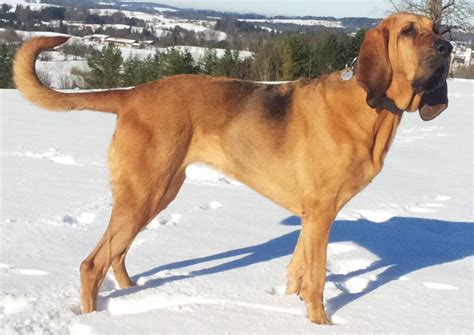 Bloodhound Breeders in Ohio with Puppies for Sale | PuppyHero