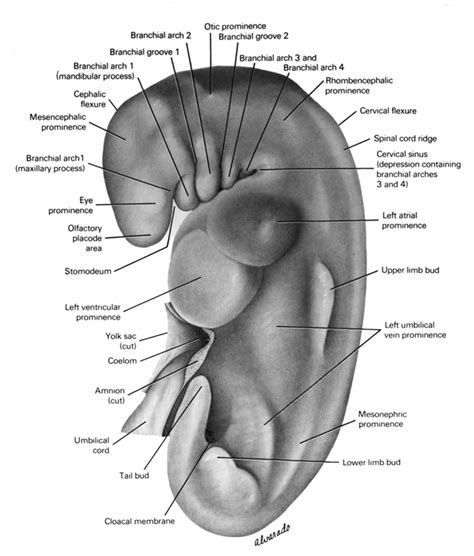 Atlas of Human Embryos Figure 5-1a