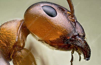 Ant head - Stock Image - C018/2371 - Science Photo Library