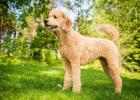 Bordoodles are good dogs, but is it the right match for you? - K9 Web