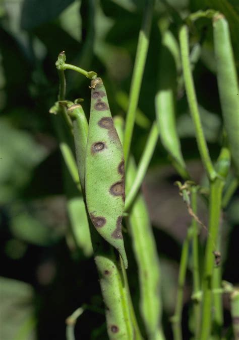 Bean | Diseases and Pests, Description, Uses, Propagation