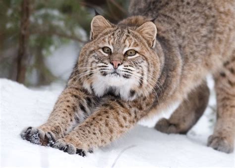 VT Wildlife - This is Vermont Bobcat, there are also Lynx living in ...