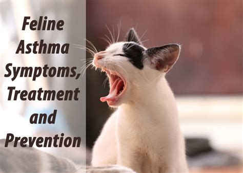 Feline Asthma Symptoms, Treatment & Prevention - Cat Mania