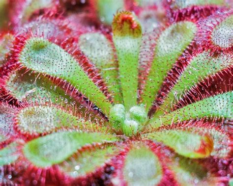 How to Grow Sundew Plant | Yates Australia