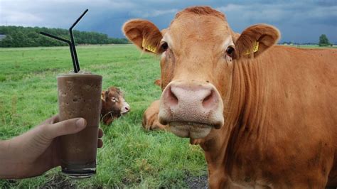 Brown Cows