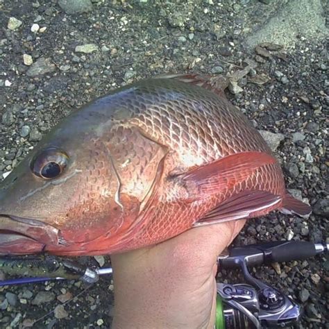 ᐅ Tallebudgera Creek fishing reports🎣• Queensland, Australia fishing