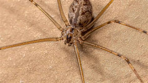 13 Astounding Facts About Giant Daddy Long-legs - Facts.net