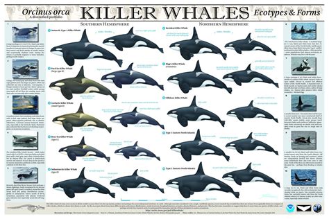 Orca Ecotypes & Forms | Wale, Schwertwal, Tiere