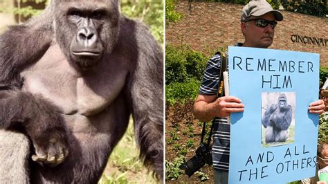 Gorilla shooting: Police to investigate killing of Harambe | ITV News