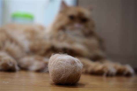 Cat Has Hairball: Why & What To Do | Dutch