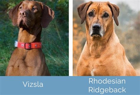 Vizsla vs. Rhodesian Ridgeback: What’s the Difference? | Hepper