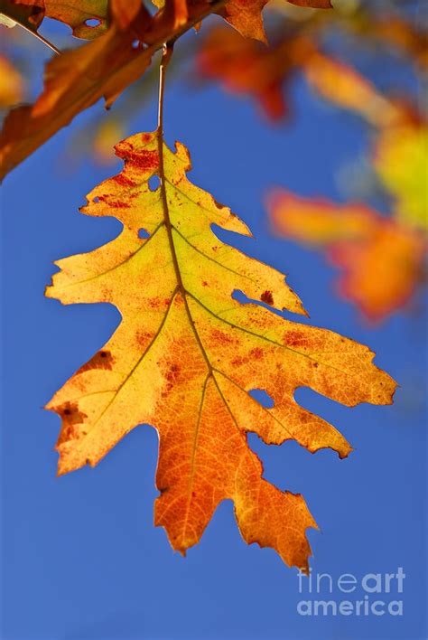 Fall oak leaf Photograph by Elena Elisseeva - Fine Art America