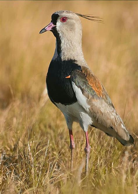 El Tero. Ave fría. Spur Southern Lapwing (Vanellus chilensis) también ...