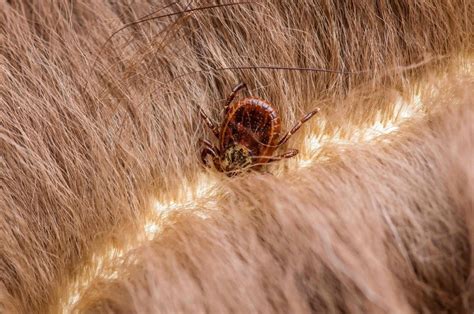 How Do You Remove An Embedded Tick From A Dogs Skin