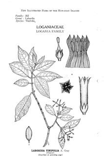 Labordia tinifolia | Michael B. Thomas, Ph.D. | Flickr