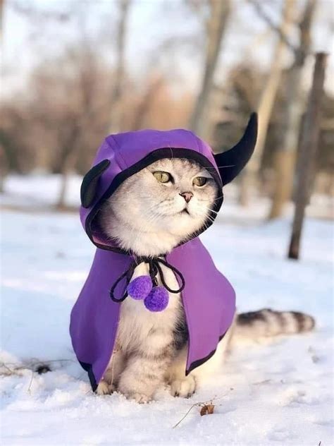 a cat wearing a purple costume in the snow