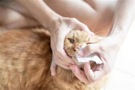 Why Is My Cat’s Nose Dripping When Purring? 3 Vet-Reviewed Reasons & FAQ - Catster