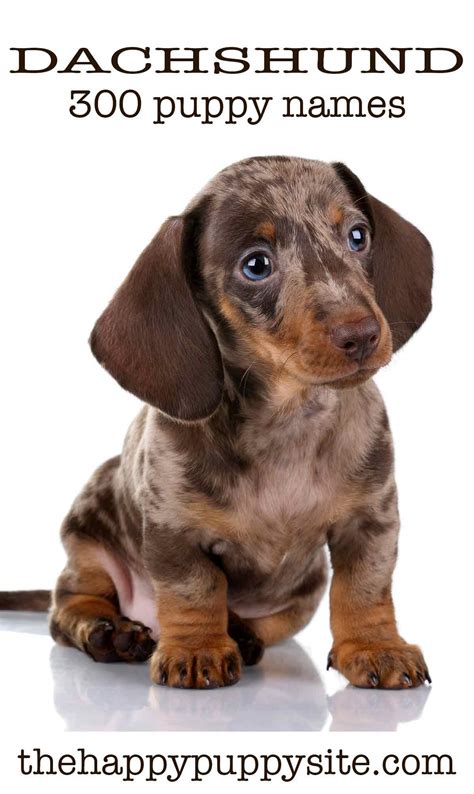 39+ Dachshund Names For Males Picture - Bleumoonproductions