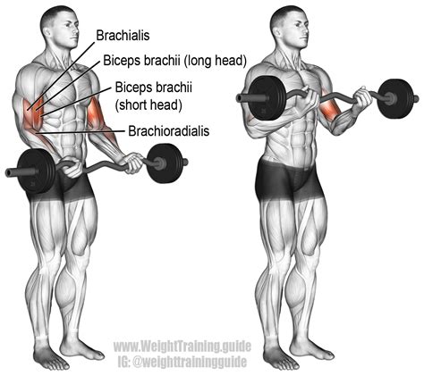 EZ bar curl exercise instructions and video | Weight Training Guide | Biceps workout, Forearm ...