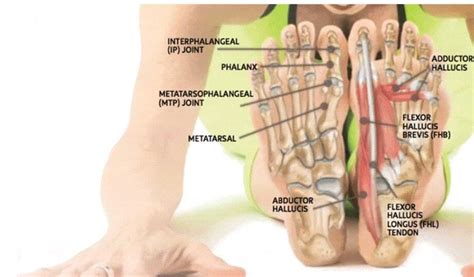 Feet (Human Anatomy): Bones, Tendons, Ligaments, and More