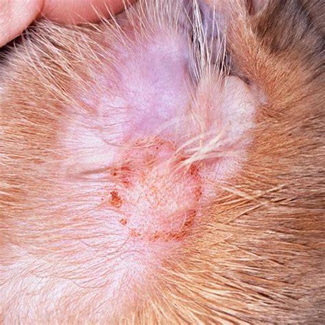 Top Causes of Scabs on a Cat's Chin + How to Help [Vet Advice] [Vet Advice]