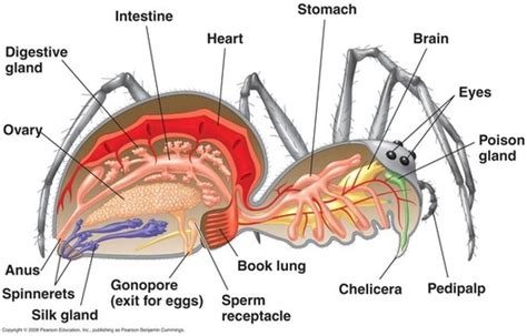 King Baboon Tarantula- Pelinobius muticus - Digestive System of Different Phylum's