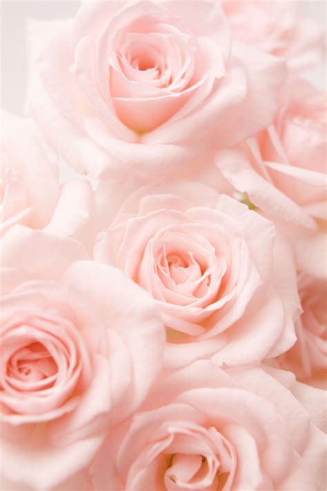 Light Pink Roses Wallpapers - Wallpaper Cave