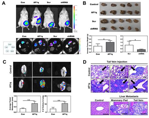 NOD/SCID xenograft mouse models confirm the association of AF1q with ...