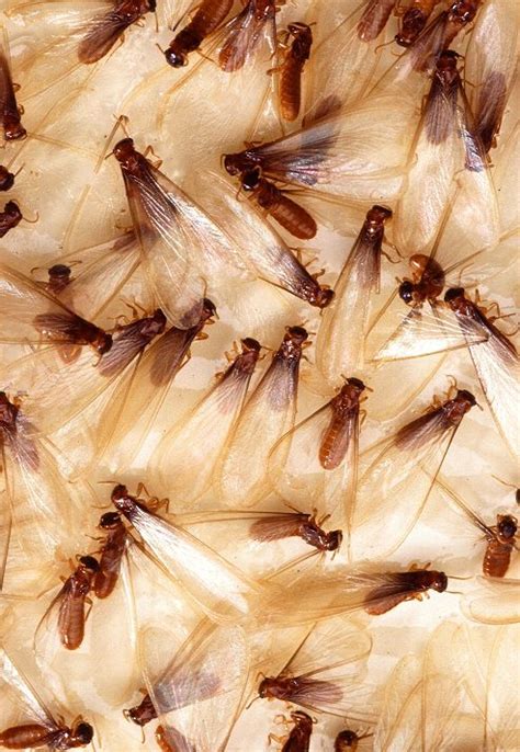 Drywood Termites Swarmers