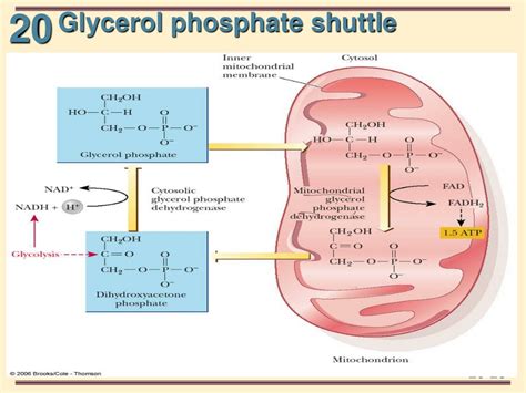 PPT - Electron Transport Chain and Oxidative Phosphorylation PowerPoint ...