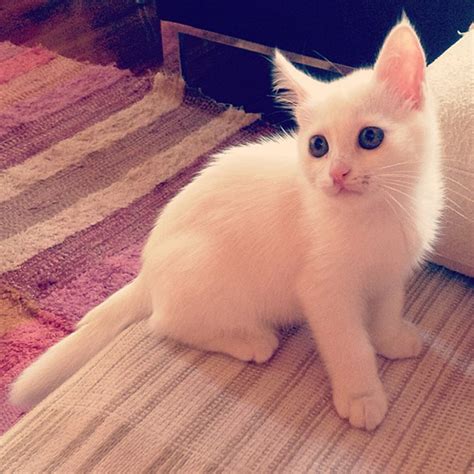 12 White fluffy kittens to snuggle up with – SheKnows