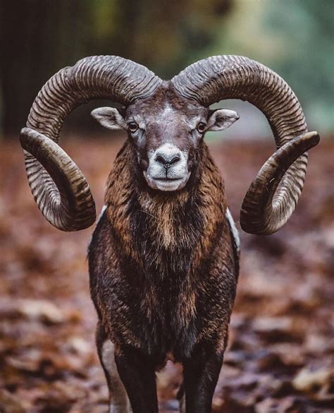 Here is a majestic photo of a European mouflon sheep. Mouflon sheep ...