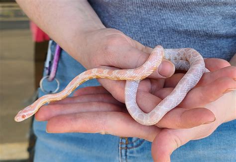 Elaphe [Pantherophis] guttata 'Snow Corn Snake' 2022 Female