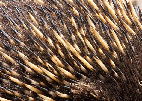 Echidna_spines – Chris Hill Wildlife Photography